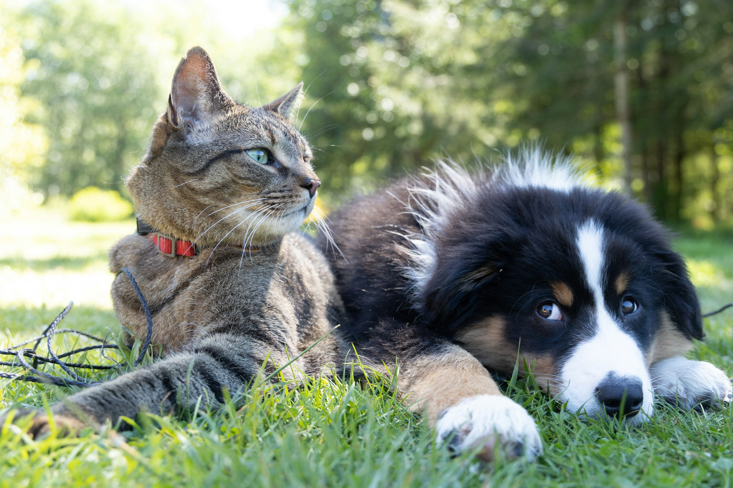 Perro y gato juntos sobre la hierba