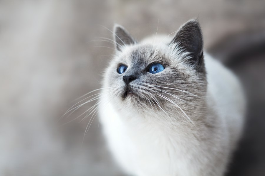 Arenas y Areneros