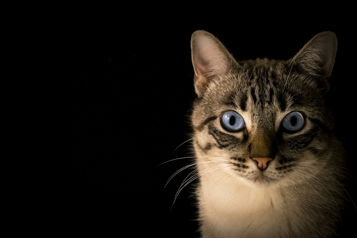 Gato atigrado