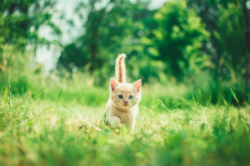 Gatito