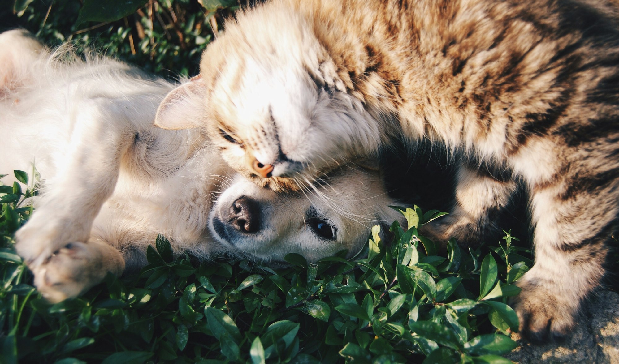 Perro y gato abrazados