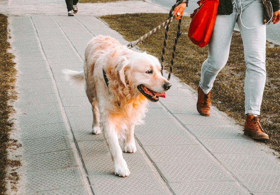 Paseo